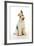 Wire Fox Terrier-null-Framed Photographic Print