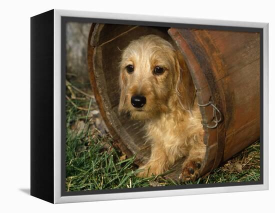 Wire Haired Dachshund, Portrait in Wooden Barrel-Lynn M. Stone-Framed Premier Image Canvas