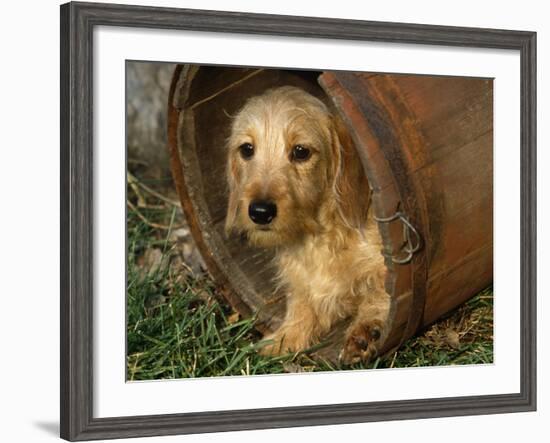 Wire Haired Dachshund, Portrait in Wooden Barrel-Lynn M. Stone-Framed Photographic Print