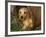 Wire Haired Dachshund, Portrait in Wooden Barrel-Lynn M. Stone-Framed Photographic Print