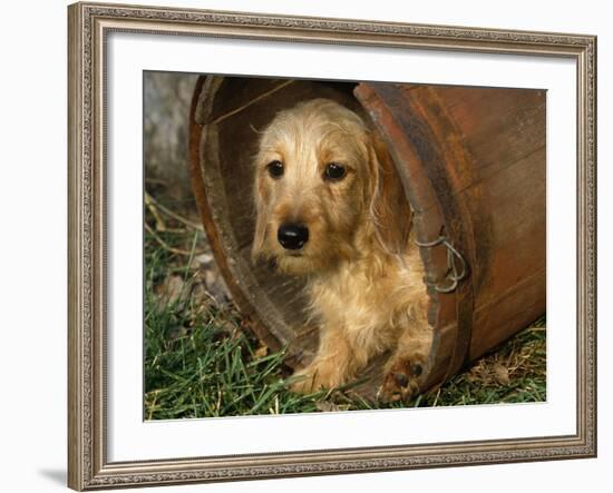 Wire Haired Dachshund, Portrait in Wooden Barrel-Lynn M. Stone-Framed Photographic Print