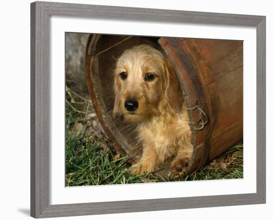 Wire Haired Dachshund, Portrait in Wooden Barrel-Lynn M. Stone-Framed Photographic Print