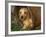 Wire Haired Dachshund, Portrait in Wooden Barrel-Lynn M. Stone-Framed Photographic Print