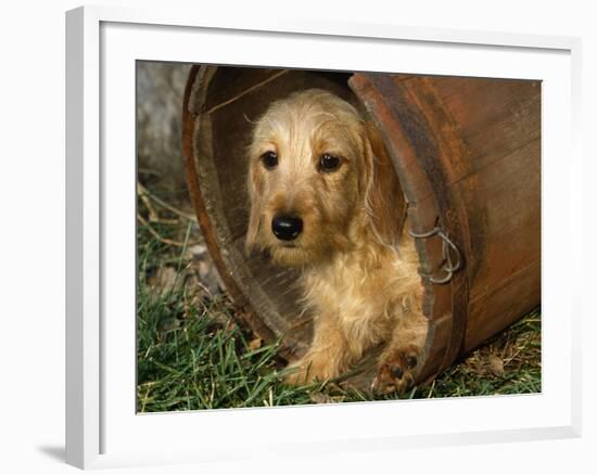 Wire Haired Dachshund, Portrait in Wooden Barrel-Lynn M. Stone-Framed Photographic Print