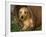 Wire Haired Dachshund, Portrait in Wooden Barrel-Lynn M. Stone-Framed Photographic Print