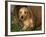 Wire Haired Dachshund, Portrait in Wooden Barrel-Lynn M. Stone-Framed Photographic Print