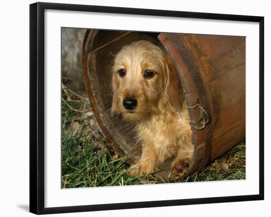 Wire Haired Dachshund, Portrait in Wooden Barrel-Lynn M. Stone-Framed Photographic Print