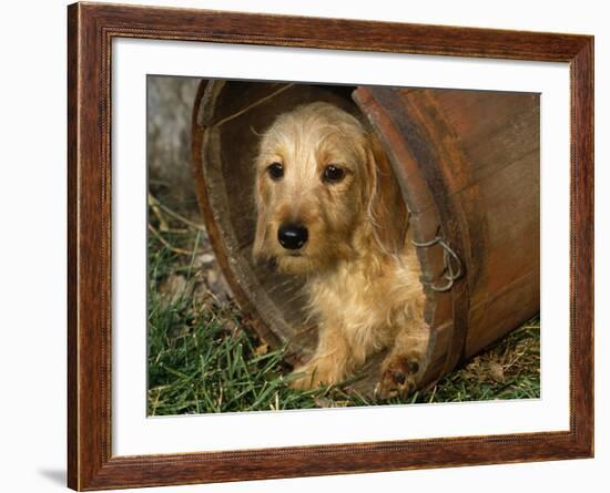 Wire Haired Dachshund, Portrait in Wooden Barrel-Lynn M. Stone-Framed Photographic Print