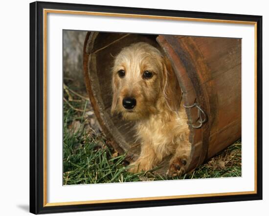 Wire Haired Dachshund, Portrait in Wooden Barrel-Lynn M. Stone-Framed Photographic Print