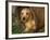 Wire Haired Dachshund, Portrait in Wooden Barrel-Lynn M. Stone-Framed Photographic Print