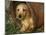 Wire Haired Dachshund, Portrait in Wooden Barrel-Lynn M. Stone-Mounted Photographic Print