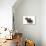 Wire-Haired Dachshund-null-Photographic Print displayed on a wall
