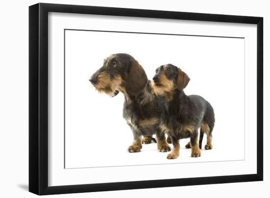 Wire-Haired Dachshund-null-Framed Photographic Print