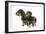 Wire-Haired Dachshund-null-Framed Photographic Print