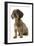 Wire-Haired Dachshund-null-Framed Photographic Print