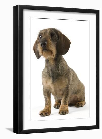 Wire-Haired Dachshund-null-Framed Photographic Print