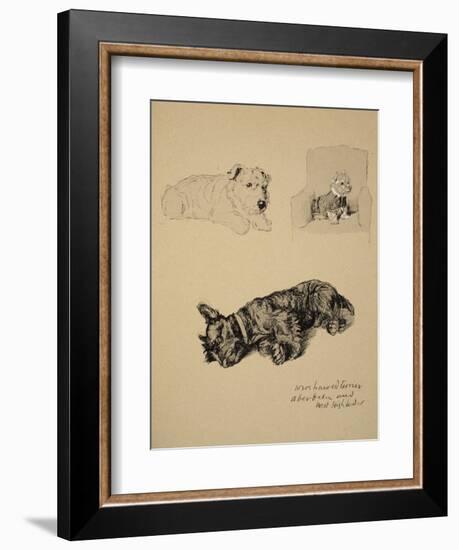 Wire-Haired Terrier, Aberdeen and West Highlander, 1930, Just Among Friends, Aldin, c.C. Windsor-Cecil Aldin-Framed Giclee Print