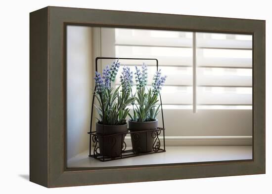 Wire planter holding pots of lavender-Mark Lord-Framed Stretched Canvas