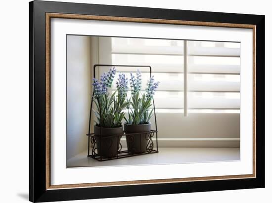 Wire planter holding pots of lavender-Mark Lord-Framed Photo