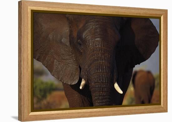 Wise Elephant-Staffan Widstrand-Framed Stretched Canvas