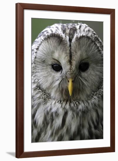 Wise Gaze-Wild Wonders of Europe-Framed Giclee Print