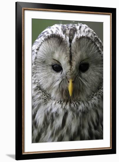 Wise Gaze-Wild Wonders of Europe-Framed Giclee Print