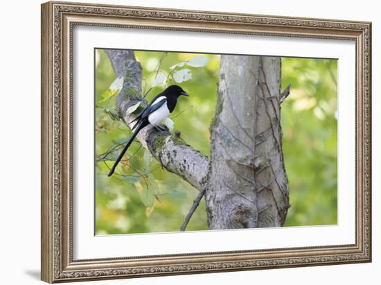 Wise Perch-Staffan Widstrand-Framed Giclee Print