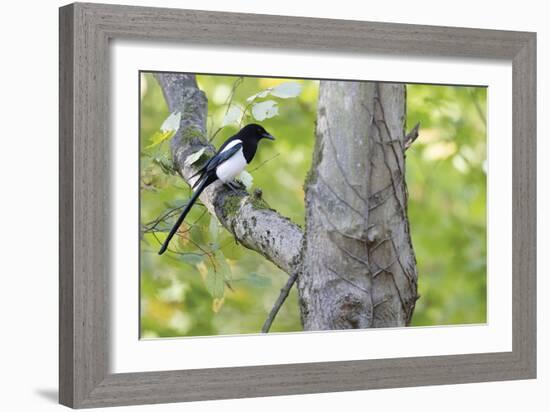 Wise Perch-Staffan Widstrand-Framed Giclee Print