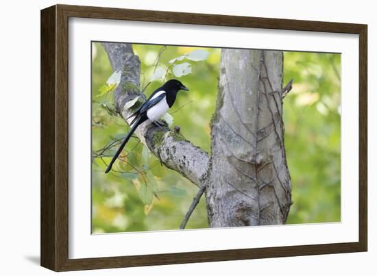 Wise Perch-Staffan Widstrand-Framed Giclee Print