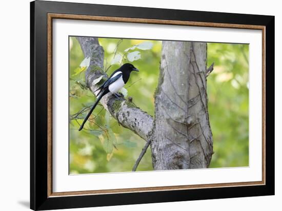 Wise Perch-Staffan Widstrand-Framed Giclee Print