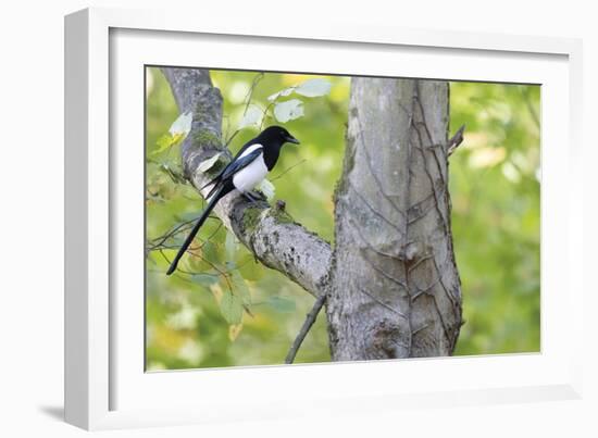 Wise Perch-Staffan Widstrand-Framed Giclee Print