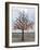 Wish Tree, Kiev, Ukraine, Europe-Graham Lawrence-Framed Photographic Print