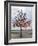 Wish Tree, Kiev, Ukraine, Europe-Graham Lawrence-Framed Photographic Print