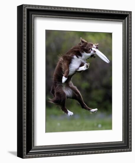 Wissenschaft Hunde Intelligenz-Charles Krupa-Framed Premium Photographic Print