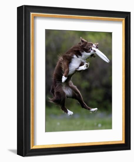 Wissenschaft Hunde Intelligenz-Charles Krupa-Framed Premium Photographic Print