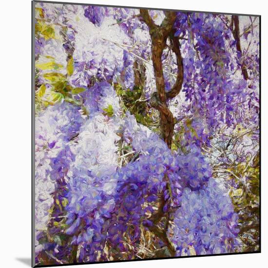 Wisteria, 2018-Helen White-Mounted Giclee Print