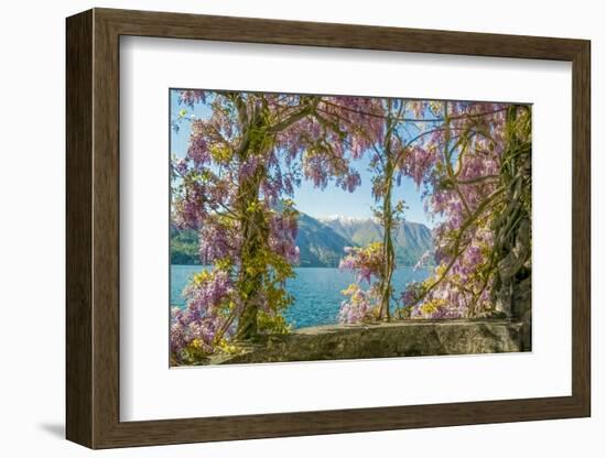 Wisteria and Mountains – Lago di Como-Brooke T. Ryan-Framed Photographic Print