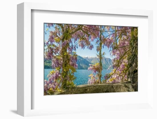 Wisteria and Mountains – Lago di Como-Brooke T. Ryan-Framed Photographic Print