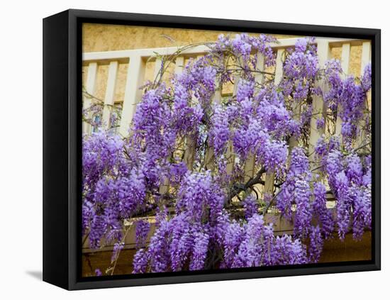 Wisteria Blooming in Spring, Sonoma Valley, California, USA-Julie Eggers-Framed Premier Image Canvas