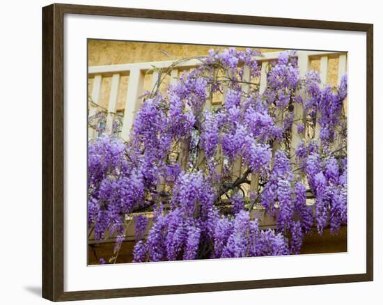 Wisteria Blooming in Spring, Sonoma Valley, California, USA-Julie Eggers-Framed Photographic Print