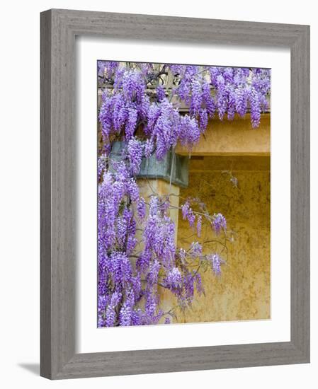 Wisteria Blooming in Spring, Sonoma Valley, California, USA-Julie Eggers-Framed Photographic Print