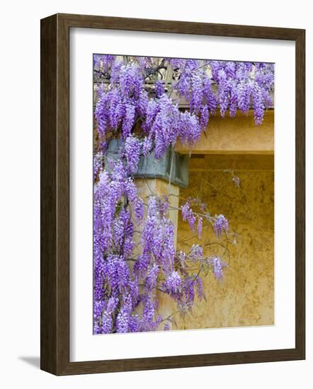 Wisteria Blooming in Spring, Sonoma Valley, California, USA-Julie Eggers-Framed Photographic Print