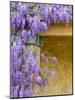 Wisteria Blooming in Spring, Sonoma Valley, California, USA-Julie Eggers-Mounted Photographic Print