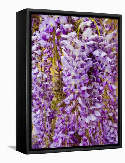 Wisteria Blooming in Spring, Sonoma Valley, California, USA-Julie Eggers-Framed Premier Image Canvas