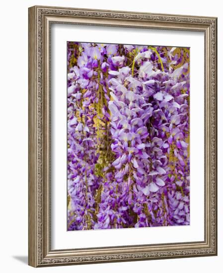 Wisteria Blooming in Spring, Sonoma Valley, California, USA-Julie Eggers-Framed Photographic Print