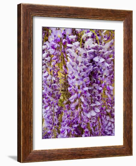 Wisteria Blooming in Spring, Sonoma Valley, California, USA-Julie Eggers-Framed Photographic Print