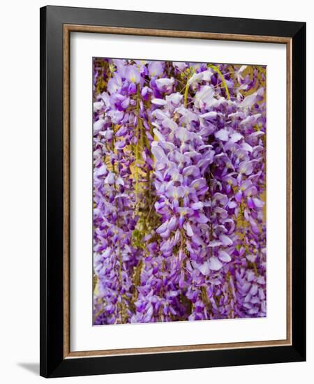 Wisteria Blooming in Spring, Sonoma Valley, California, USA-Julie Eggers-Framed Photographic Print