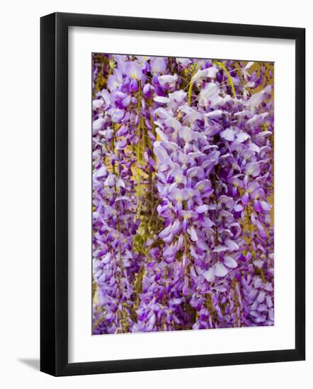 Wisteria Blooming in Spring, Sonoma Valley, California, USA-Julie Eggers-Framed Photographic Print