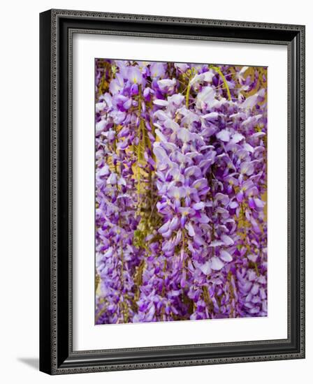 Wisteria Blooming in Spring, Sonoma Valley, California, USA-Julie Eggers-Framed Photographic Print