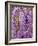 Wisteria Blooming in Spring, Sonoma Valley, California, USA-Julie Eggers-Framed Photographic Print